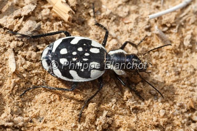 egypte desert libyque 12.JPG - Graphipterus serratorCarabidae, Harpalinae, ColeopteraDésert libyque, Egypte